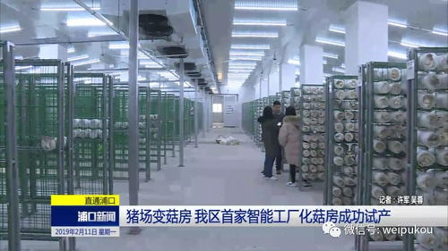 豬場蝶變菇房，人工智能賦能我區農業轉型升級